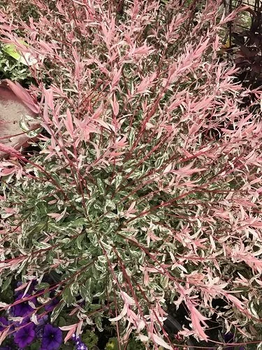 Willow - Midwest Gardening